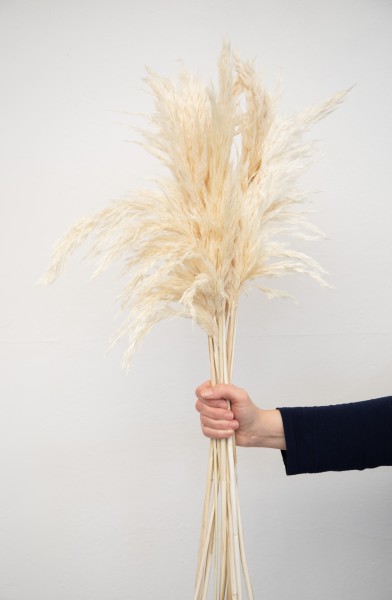 Pampasgras, Cortaderia selloana, gebleicht, ca. 90cm, 1 Bund (6 Stiele)