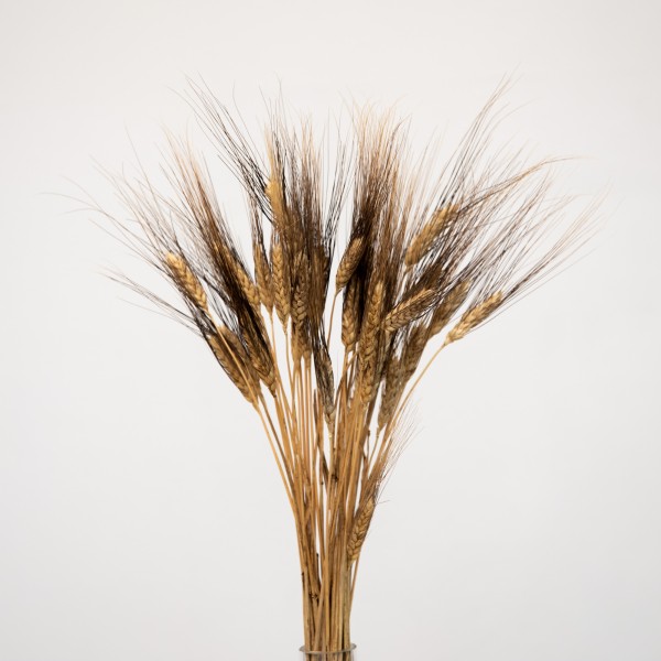 Triticum Gerste “Black Wisps”, ca. 65cm, 1 Bund (ca. 25 Stiele)