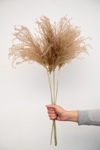 Fluffy Reed Grass, getrocknet, ca. 70cm, 1 Bund (5 Stiele)